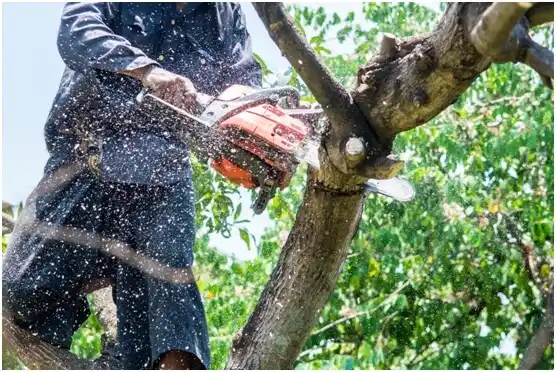 tree services Warm Beach